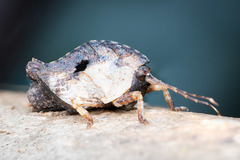 Hyperyboella orphania