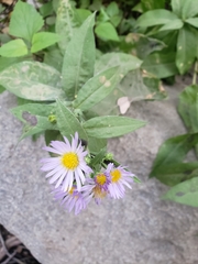 Symphyotrichum greatae