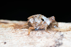Hyperyboella orphania