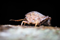 Hyperyboella orphania