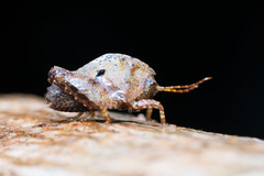 Hyperyboella orphania