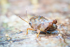 Hyperyboella orphania