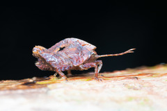Hyperyboella orphania