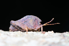 Hyperyboella orphania