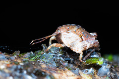 Hyperyboella orphania