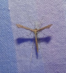 Bipunctiphorus euctimena