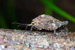 Hyperyboella orphania