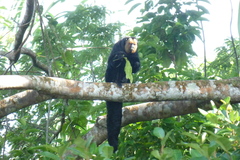 Pithecia chrysocephala