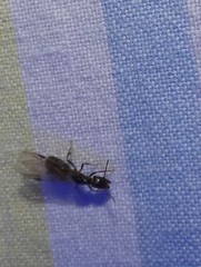 Bipunctiphorus euctimena