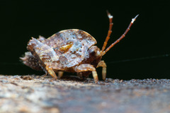 Hyperyboella orphania
