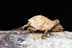 Hyperyboella orphania