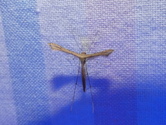 Bipunctiphorus euctimena