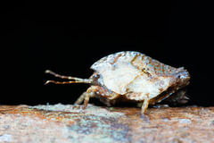 Hyperyboella orphania