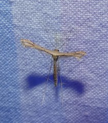 Bipunctiphorus euctimena