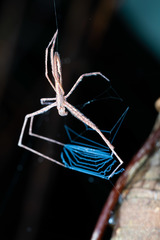 Menneus neocaledonicus