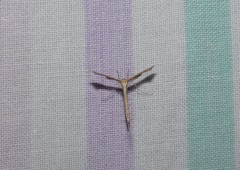 Bipunctiphorus euctimena