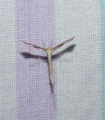 Bipunctiphorus euctimena