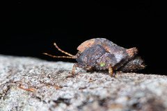 Hyperyboella orphania