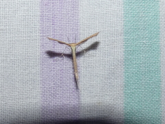 Bipunctiphorus euctimena