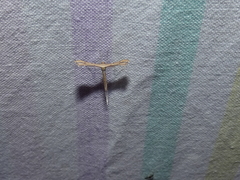 Bipunctiphorus euctimena