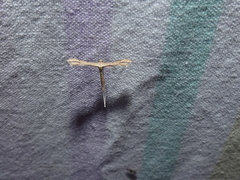 Bipunctiphorus euctimena