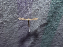 Bipunctiphorus euctimena