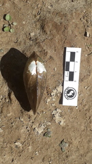 Anodontites trapesialis