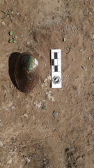 Anodontites trapesialis