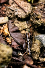 Asiomorpha coarctata