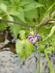 Solanum dulcamara