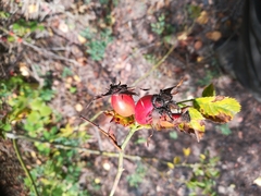 Rosa canina