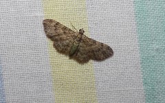 Chloroclystis mniochroa