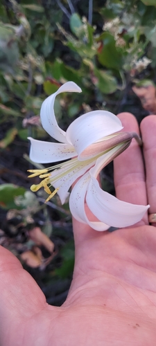 Washington lily