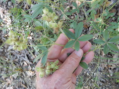 Pediomelum cuspidatum