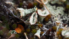 Cladonia borealis
