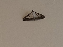 Cydalima perspectalis