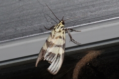 Heortia vitessoides