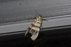 Heortia vitessoides