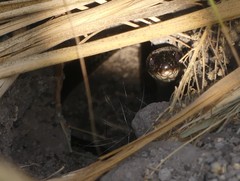 Dolichophis jugularis