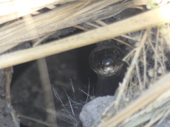 Dolichophis jugularis