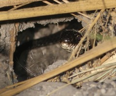 Dolichophis jugularis
