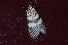 Heortia vitessoides