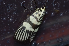 Heortia vitessoides