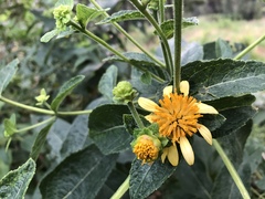 Verbesina sphaerocephala