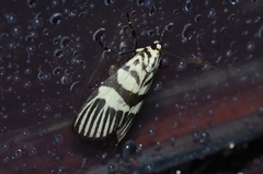 Heortia vitessoides