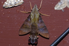 Macroglossum corythus