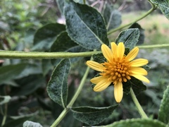 Verbesina sphaerocephala