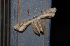 Phazaca kosemponicola