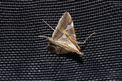 Agrioglypta fulguralis