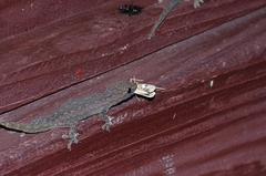 Agrioglypta fulguralis